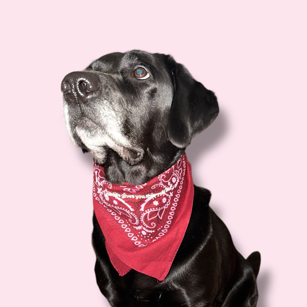 WHEN LIFE GIVES YOU SHIT - ROLL IN IT Hundehalsbandana