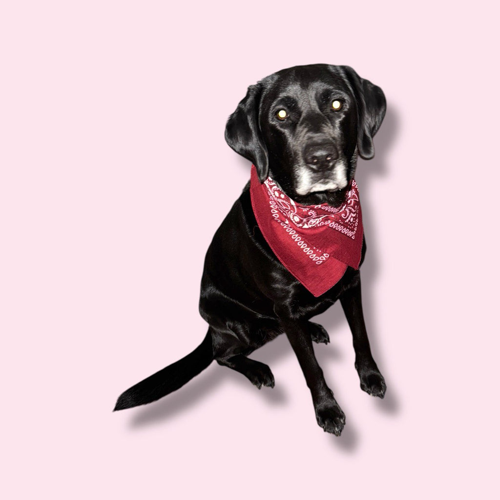 WHEN LIFE GIVES YOU SHIT - ROLL IN IT Hundehalsbandana