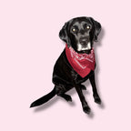 WHEN LIFE GIVES YOU SHIT HUNDE-HALS-BANDANA DIFFERENT COLORS