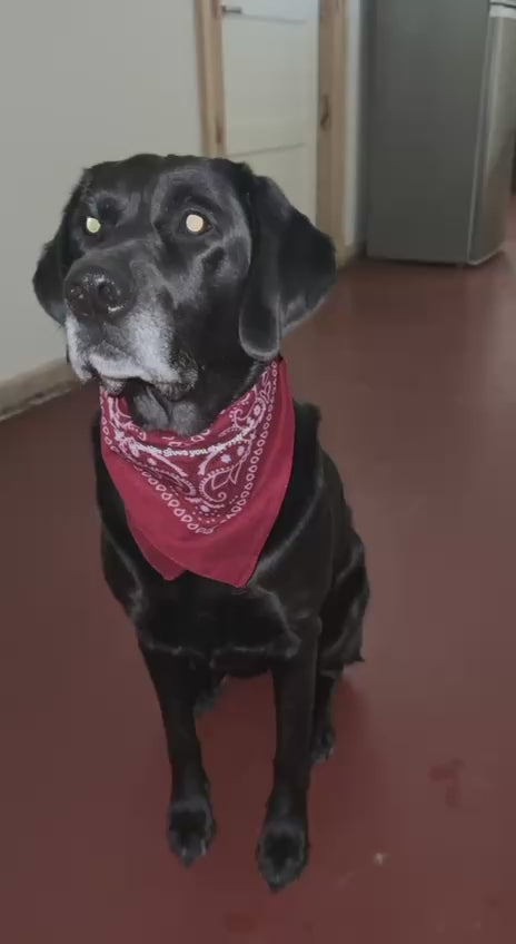 WHEN LIFE GIVES YOU SHIT - ROLL IN IT Hundehalsbandana